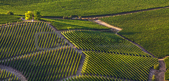 Green vineyards on the hills in Italy.