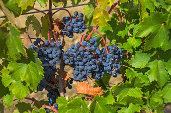 Ripe clusters of dark blue grapes.