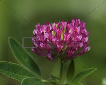 Red clover close-up
