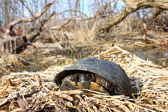 Blandings Turtle (Emydoidea blandingii)