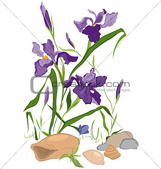 Hand drawn Iris blooms