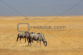 Blue wildebeest landscape