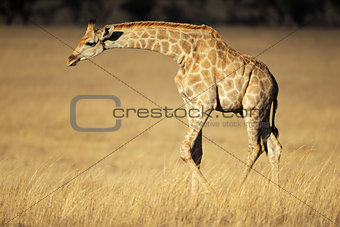 Giraffe in open grassland