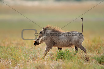 Warthog running