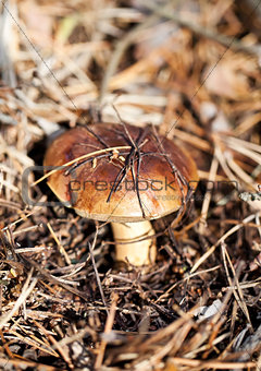 Brown cap mushroom in autumn forest