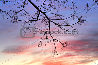 Winter Sunset and tree