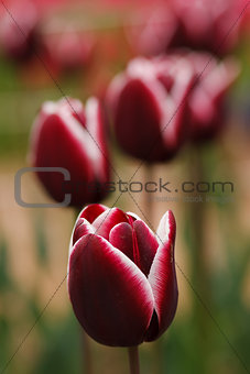 Few blooming purple tulipes