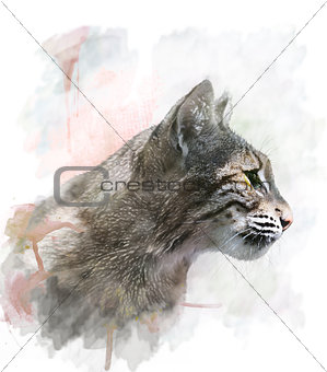 Watercolor Image Of  Bobcat