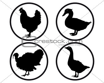 round buttons with silhouettes of poultry
