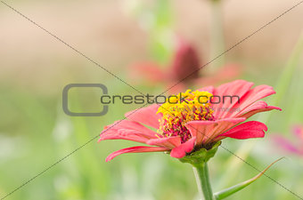Zinnia flower 