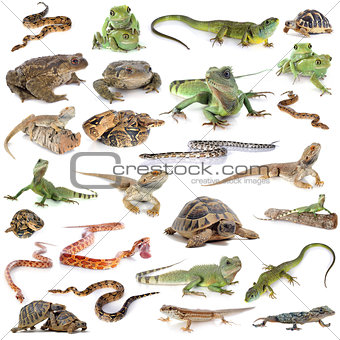 reptile and amphibian