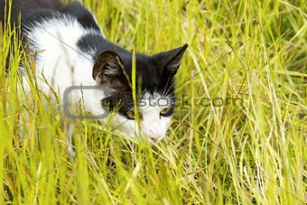 black-and-white cat hunts in grass