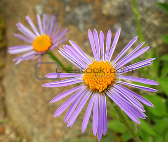 Flower detail