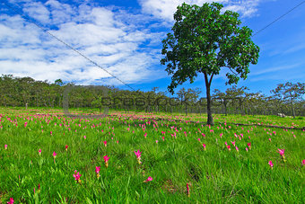 Field of Cercuma alismatifolia Gagnep