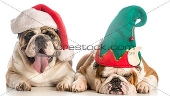 christmas dogs