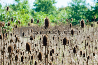 Field of teasel seed pods