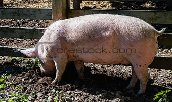 Pig digging in mud