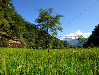 Green rice fields landscape