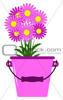 daisies in bucket