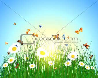 Color meadow