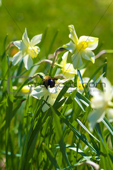 Bumble Bee on Daffodils