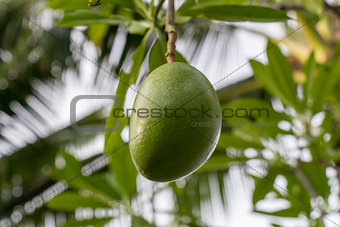 Fresh green mango fruit plant outside in summer 