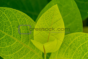 Background of fresh green leaves