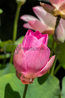 Beautiful fragrant pink water lily