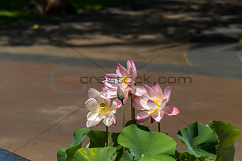 Beautiful fragrant pink water lily