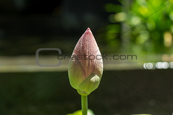 Beautiful fragrant pink water lily