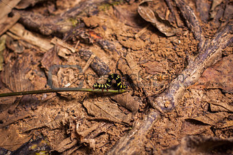 Striped yellow and black caterpillar