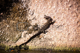 Small monitor lizard sunning on a ledge