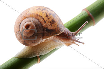Snail on a green bamboo stem