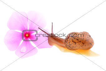 Snail with a purple flower