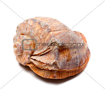 Rapana shell
