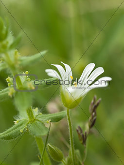 Withe chickweed flower 