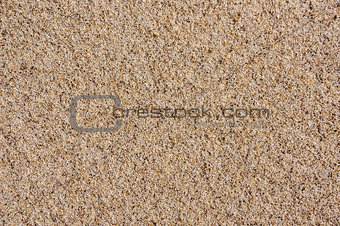 Sand texture. Sand on Baltic beach.