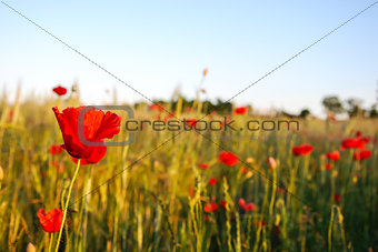 Poppy field closeup with focus on one flower