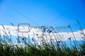 Reeds at blue sky