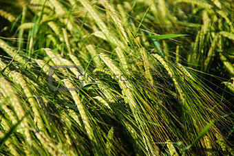 Background of a fresh and green sunlit barley field
