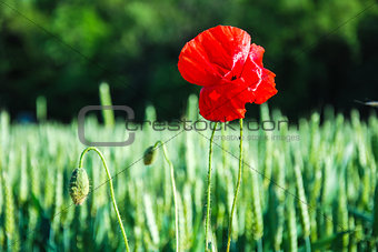 One poppy flower in a grain field