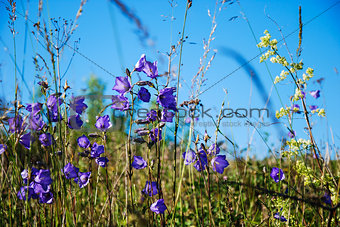 Group of bellflowers in a summer meadow
