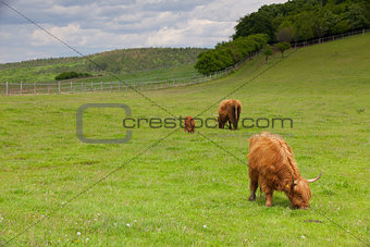 The herd of aberdeen angus on spring meadow