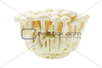 White Beech Mushroom 