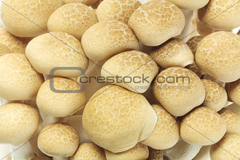 Japanese Brown Beech Mushrooms