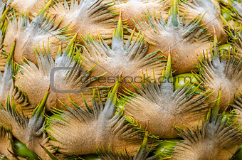 Palm bunch in nature