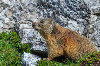 Alpine marmot (Marmota marmota) on rock 