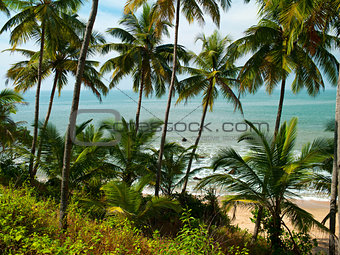 Beach with palm trees