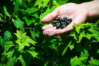 berries on hand