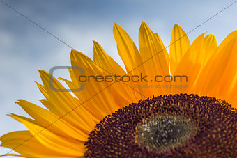 Close-up of a colorful sunflower